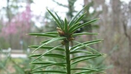 After 160 million years as an integral part of the Beech and Magnolia forests in the southeastern US, the Stinking Cedar now faces extinction due to habitat destruction and a widespread fungal disease. (Atlanta Botanical Garden)