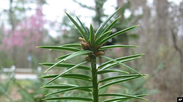After 160 million years as an integral part of the Beech and Magnolia forests in the southeastern US, the Stinking Cedar now faces extinction due to habitat destruction and a widespread fungal disease. (Atlanta Botanical Garden)