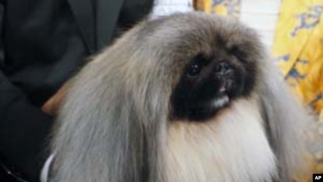 Malachy, a Pekingese, sits in the trophy after winning the Westminster Kennel Club dog show in New York, Feb. 14, 2012.