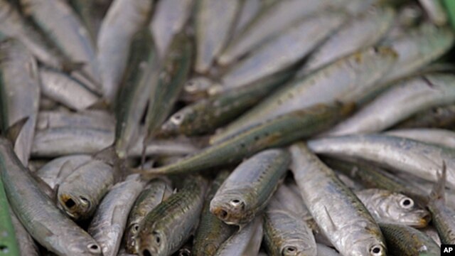 A catch of sardines at the Hout Bay Harbour near Cape Town, South Africa (file photo).