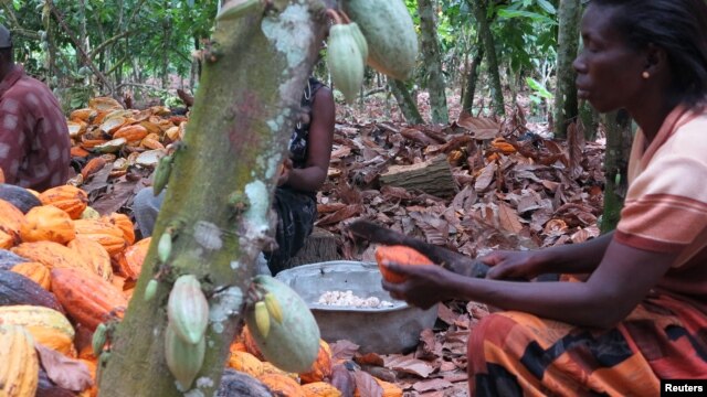 Farmers break cocoa pods in Ghana's eastern cocoa town of Akim Akooko September 6, 2012.