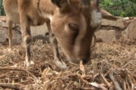 The Guerrieres have been forced to sell some of their livestock to pay for food.