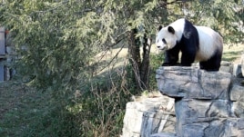 Mei Xiang at Washington's National Zoo, Jan 201, 2011