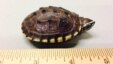 A smuggled turtle is seen next to a ruler in this photo provided by the U.S. attorney's office. A Canadian man was sentenced to nearly five years in federal prison April 12, 2016, for smuggling turtles into his native China.