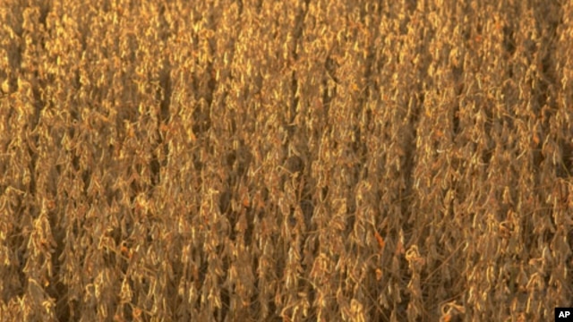 First domesticated by the Chinese more than 3000 years ago, the soybean is one of the pillars of American agriculture.