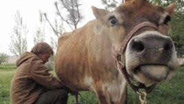 Bonnie the cow is milked by Erik Ramfjord, at the Douglas Ranch in Paicines, California 