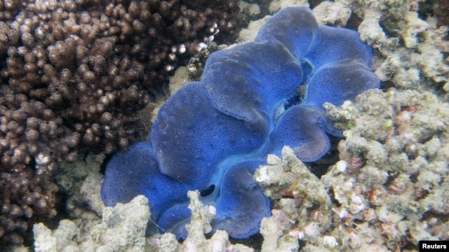 A clam is seen among the corals at the Great Barrier Reef in Great Keppel island, Australia, April 7, 2010.