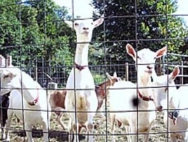 Goats are relatively easy to raise. They're self-sufficient - surviving quite well on available grasses. Contrary to their cartoon caricatures, they don't eat tin cans.