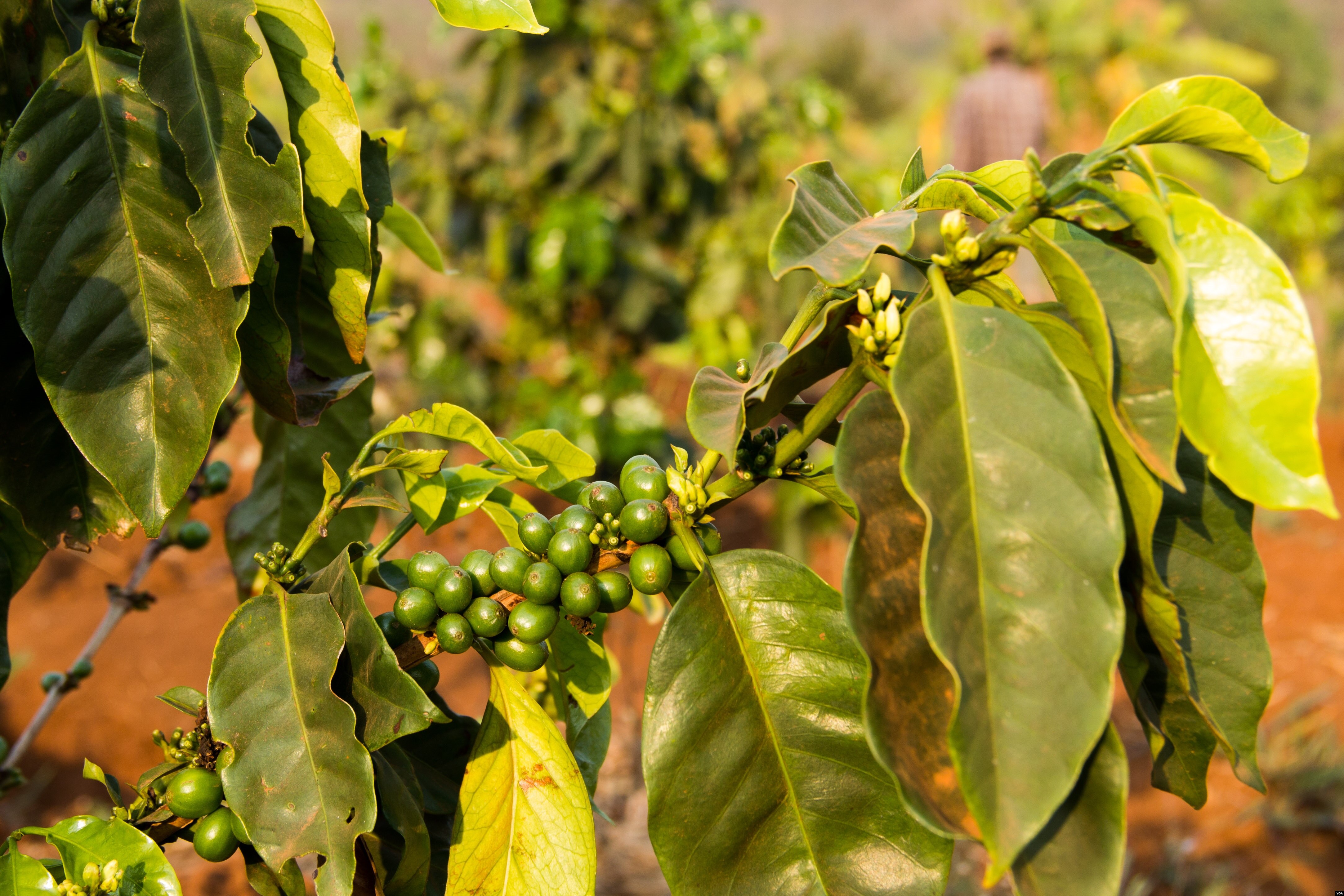 Demand for Cambodian Coffee Outrunning Supply