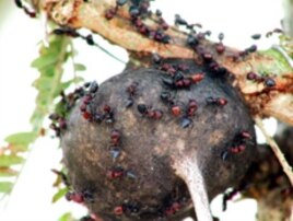 In their role as bodyguards, Crematogaster ants protect the Acacia tree against elephants.