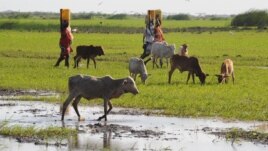 Female residents of the Tana River delta carry water in eastern Kenya, June 2009. (file photo)
