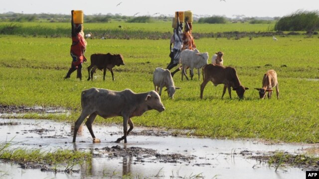 Female residents of the Tana River delta carry water in eastern Kenya, June 2009. (file photo)

