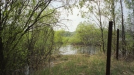 Without human interference, Chernobyl sounds like a healthy landscape twenty years after the nuclear disaster. (Peter Cusack)
