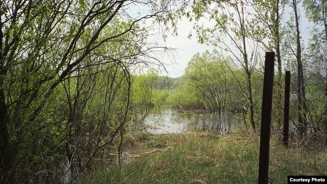 Without human interference, Chernobyl sounds like a healthy landscape twenty years after the nuclear disaster. (Peter Cusack)