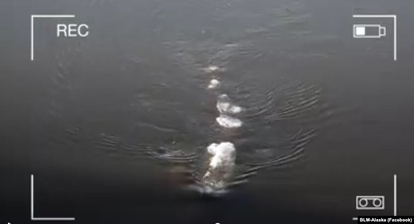 Strange Video of 'Ice Monster' Recorded in Alaska - Voice of America