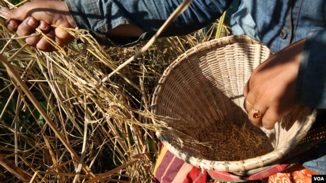 A farmer is harvesting rice grain in their traditional rice farm in Ratanakiri province, on December 1, 2015. (Nov Povleakhena/VOA Khmer)