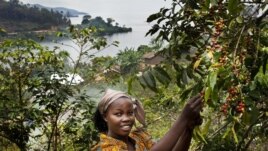 Bichera Ntamwinsa, 23, picks berries from her coffee plants in Bukavu, DRC. Farmer field schools and agricultural cooperatives can help smallholder farmers gain skills while strengthening their common voice. (UNESCO/Tim Dirven)