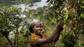 Bichera Ntamwinsa,23, picks berries from her coffee plants in Bukavu, Democratic Republic of the Congo. Farmer field schools and agricultural cooperatives can help smallholder farmers gain skills while strengthening their common voice. (UNESCO/Tim Dirven)