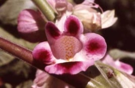The large, bell-shaped Devil's claw, which is native to Central and South America, was introduced into Australia in the 19th century.