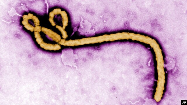 Vi rút Ebola có thể sống nhiều tháng trong tinh dịch, nhưng trước đây người ta nghĩ rằng các loại thể dịch khác không còn Ebola một khi bệnh nhân khỏi bệnh.