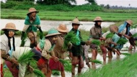 ျမန္မာ့လယ္ယာလုပ္ငန္းခြင္အတြင္း လယ္သူမမ်ား ပ်ိဳးခ်စိုက္ပ်ိဳးေနစဥ္။