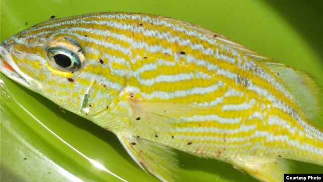 A Caribbean fish known as the French grunt that is infested with gnathiids, a blood-sucking parasite named after singer Bob Marley. (Credit: Elizabeth Brill)