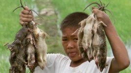 Rats carry many different diseases. The fleas on rats then transmit disease to humans.