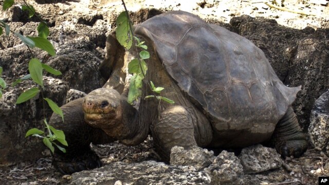 La famosa tortuga "El Solitario Jorge", murió en las islas Galápagos, a la edad de 100 años. Era única en su especie.