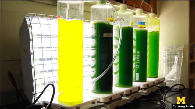 Para peneliti menumbuhkan lumut dalam tabung kaca di laboratorium Phil Savage di Universitas Michigan yang dapat diolah menjadi biofuel dalam waktu kurang dari satu menit (Photo: University of Michigan)