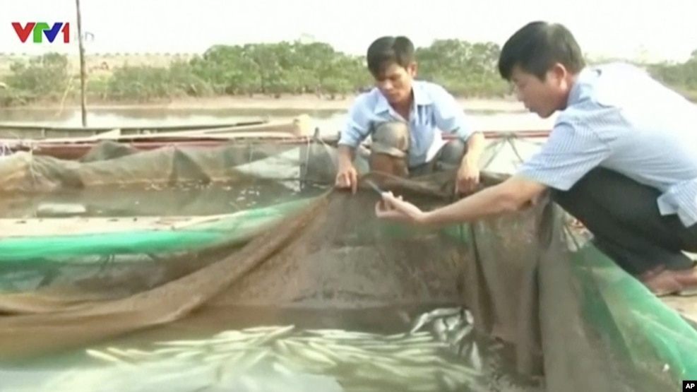 Vụ cá chết hàng loạt ven biển 4 tỉnh từ Hà Tĩnh đến Thừa Thiên-Huế đã làm tê liệt các hoạt động ngư nghiệp của các tỉnh. (Ảnh tư liệu)