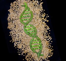 Researchers are working on scanning tens of thousands of different soybean varieties to look for useful traits.