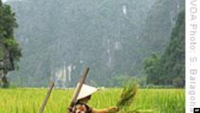 Climate Change Could Contribute to Higher Food Prices in Developing World