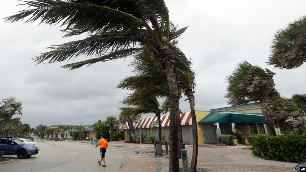 Cây cọ bị gió thổi ở Biển Vero, Florida, ngày 6/10/2016.