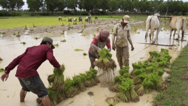 Cambodian farmers prepare seedlings at a paddy rice farm north of Phnom Penh