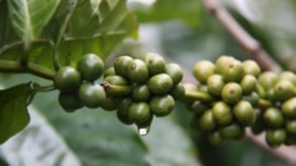 La culture du café permet à des miliciens de se réintégrer dans la société civile
