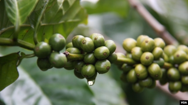 La culture du café permet à des miliciens de se réintégrer dans la société civile