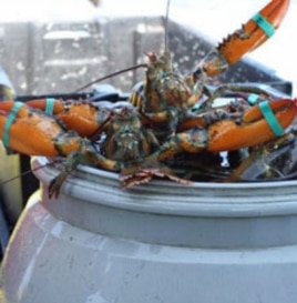 In the 1980s, 80 lobster boats could be found in Boston Harbor. Today, there are 27.