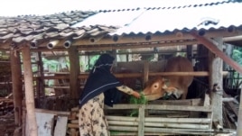 Santri putri Pondok Pesantren MBS menjalani hidup sebagai anak peternak sapi (Foto: VOA/Nurhadi)