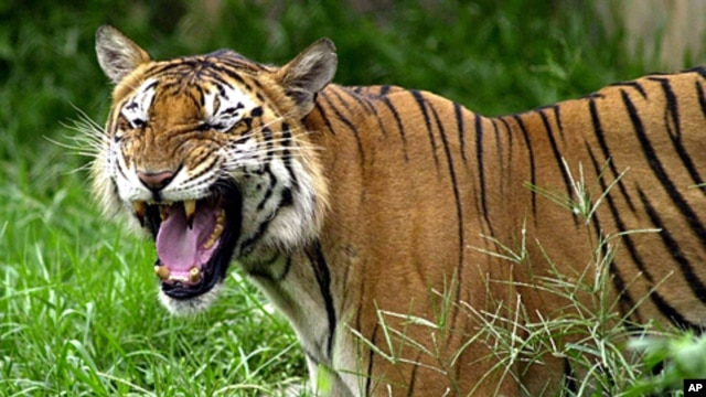A Royal Bengal tiger roars at the Dhaka zoo at Mirpur district in Dhaka, Bangladesh (2003 file photo)