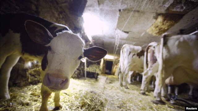 Una vaca lechera en una granja de Lausanne, Suiza.