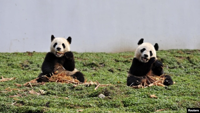 Two giant pandas eat bamboo at the new base of the China Conservation and Research Center for the Giant Panda in Wolong, Sichuan province, China, October 30, 2012