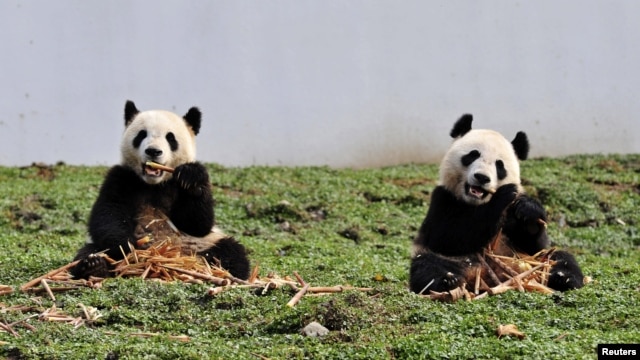 Hai chú gấu trúc đang ăn tre tại cơ sở Bảo tồn gấu trúc ở Wolong, tỉnh Tứ Xuyên, ngày 30/10/2012.