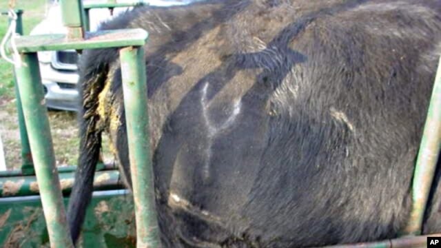 The white 'Y' with two lines under it shows that this cow came from rancher Gil Nitsch's herd.