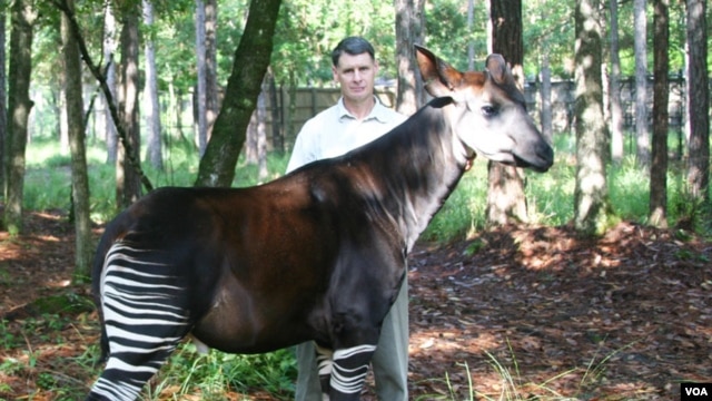 John Lucas with an Okapi or forest giraffe (Okapi Conservation Project)