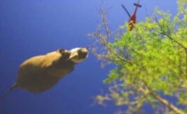 Dr. Flamand said the rhino airlifts were very difficult to accomplish successfully