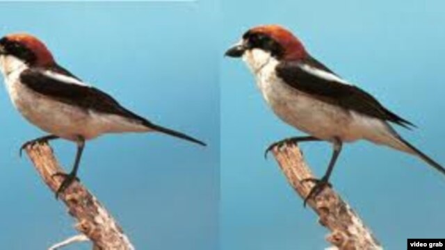 woodchat shrike