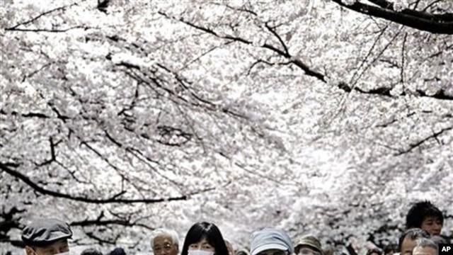 People walk under the trees of cherry blossoms at Ueno park in Tokyo, April 7, 2011