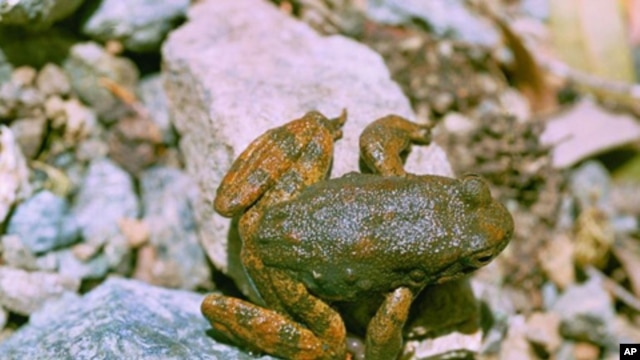 The skin of certain frogs, including this foothill yellow-legged frog, contains secretions that may lead to new antibiotics to fight infections that shrug off the effects of existing antibiotics.