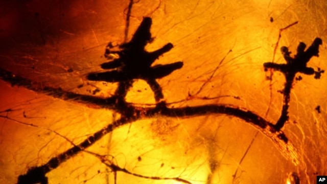 This 52-million-year-old piece of petrified tree sap was found in India’s Gujarat state.