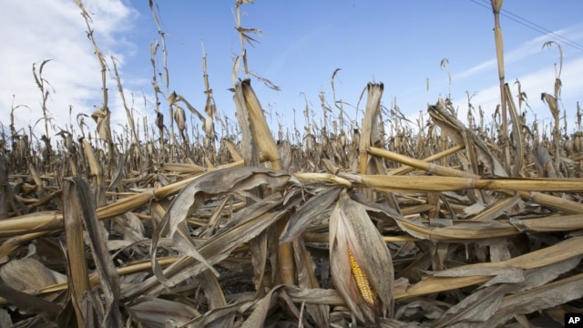 Tanaman jagung dilanda kekeringan di Bennington, Nebraska, Amerika Serikat. (Foto: Dok)